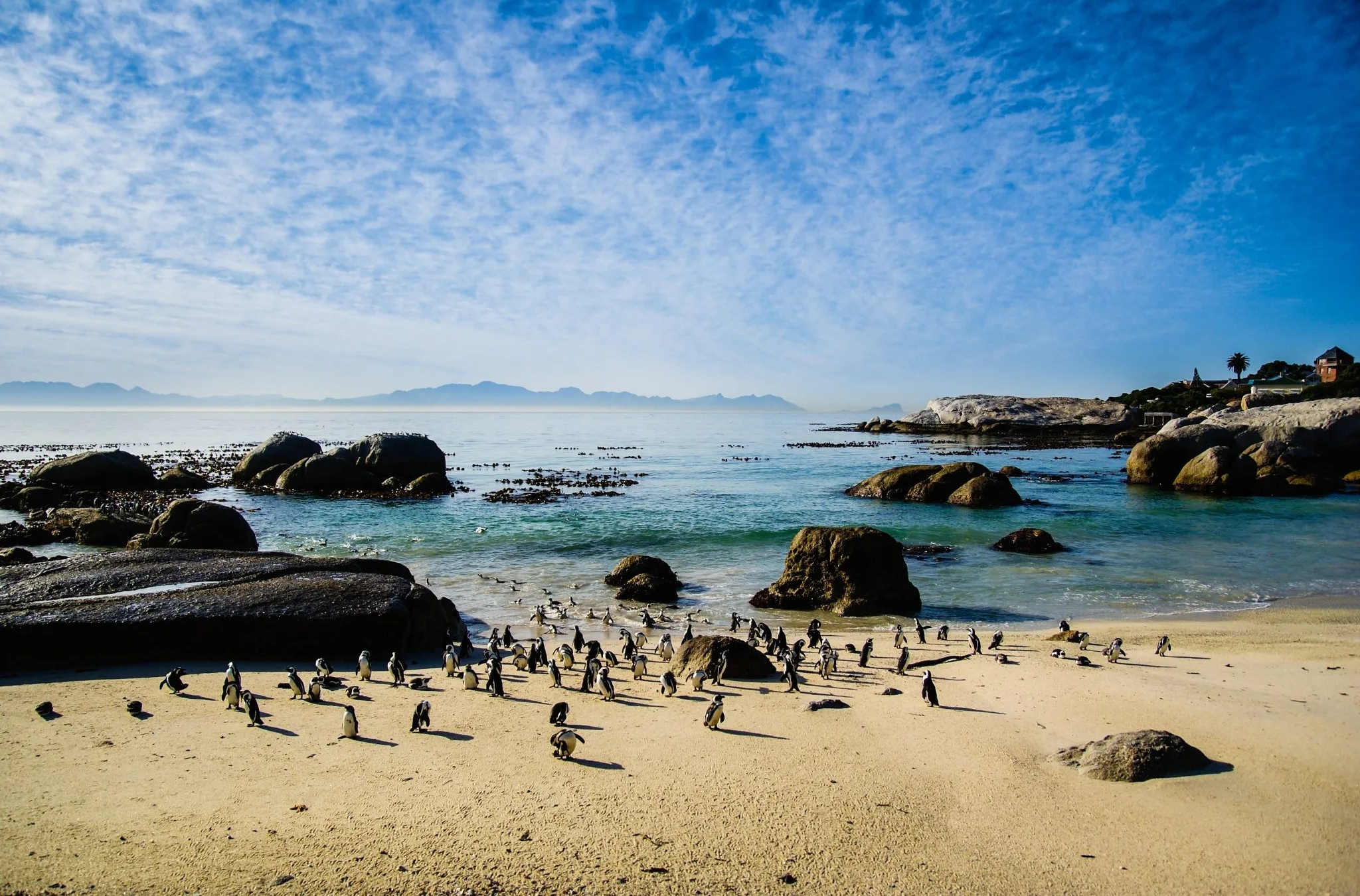 Penguins at Boulders Beach Cape Town